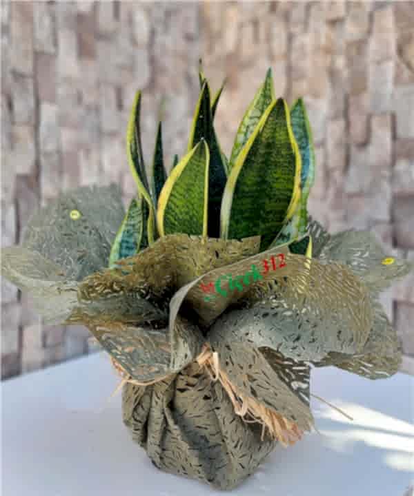 Sanseveria(Paşa Kılıcı)