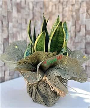 Sanseveria(Paşa Kılıcı)