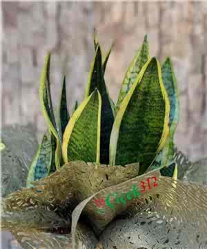 Sanseveria(Paşa Kılıcı)