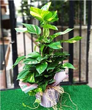 Pothos Sarmaşığı