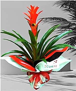 Guzmania (İthal)