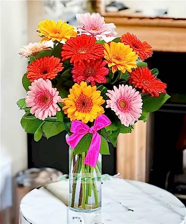 Renkli Hayatlar 12 Gerbera