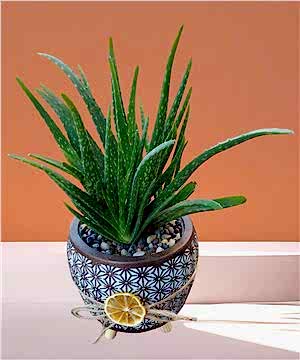 Çok Yavrulu AloeVera Bitkisi
