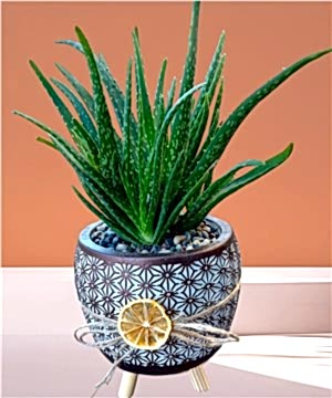 Çok Yavrulu AloeVera Bitkisi