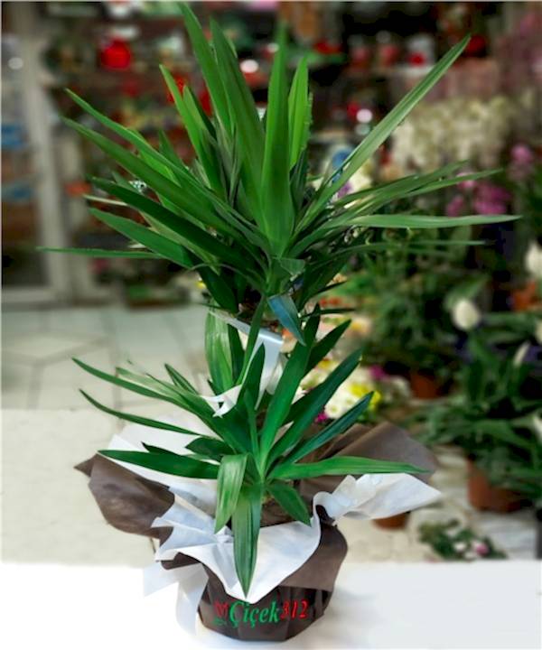 İkili Yucca