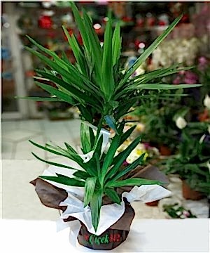 İkili Yucca