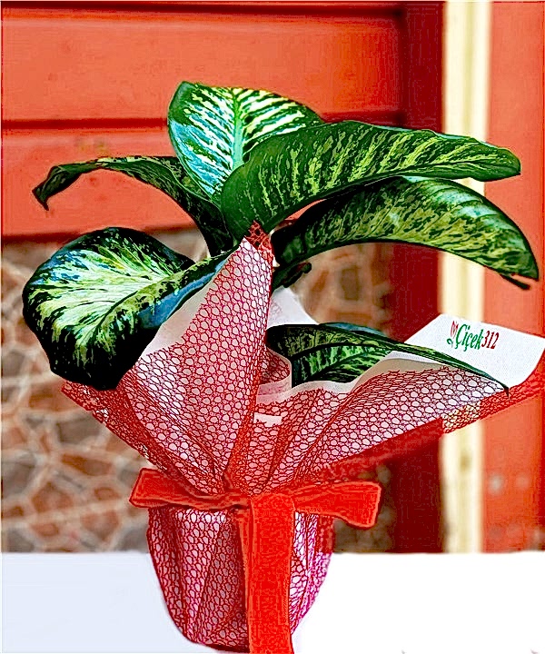 Dieffenbahya Tropic