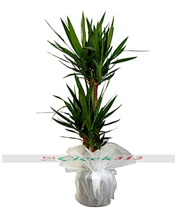 Üçlü Yucca