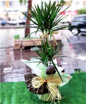 İkili Dr.Marginata