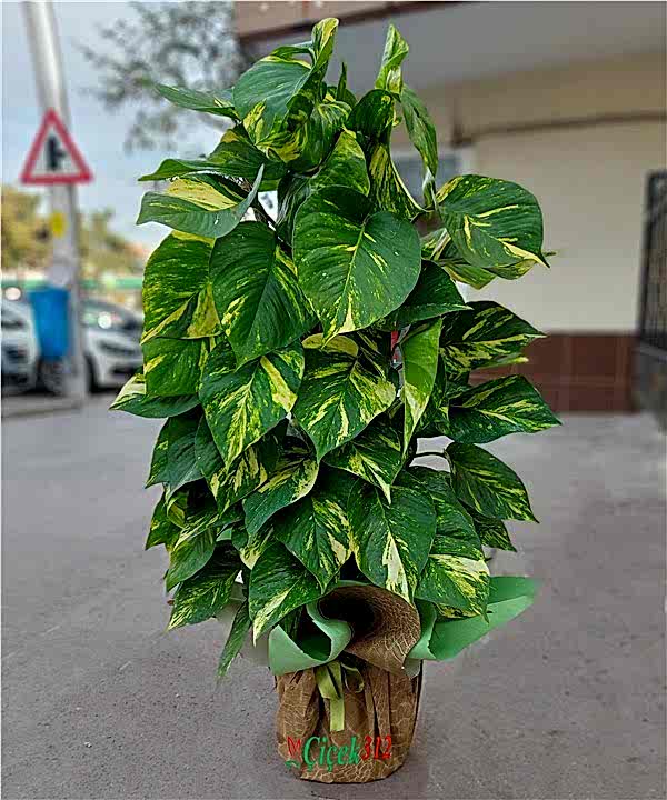 Pothos Sarmaşığı
