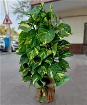 Pothos Sarmaşığı