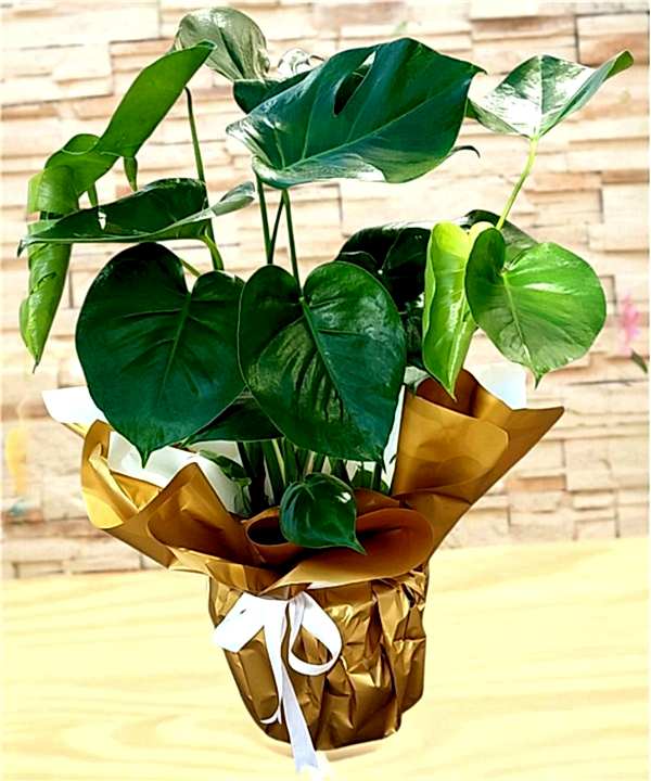 Monstera (Deve Tabanı)
