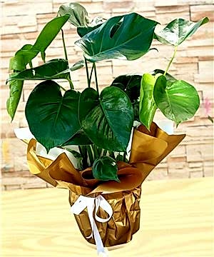 Monstera (Deve Tabanı)