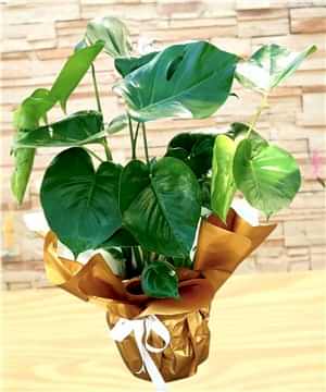 Monstera (Deve Tabanı)